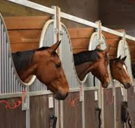 La Cour De J'anne - Geranium